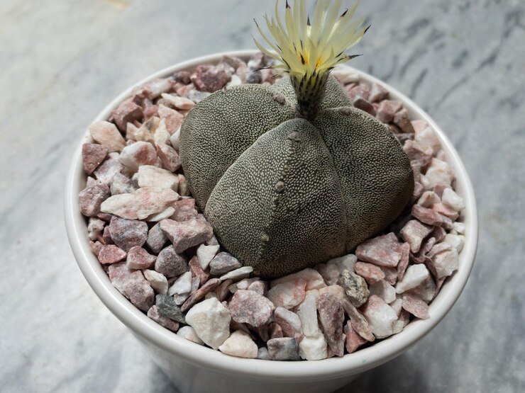 Living Rock